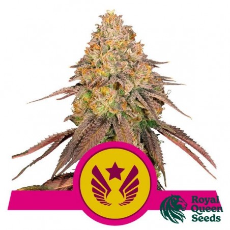 Buy Legendary OG Punch by RQS - Growbarato