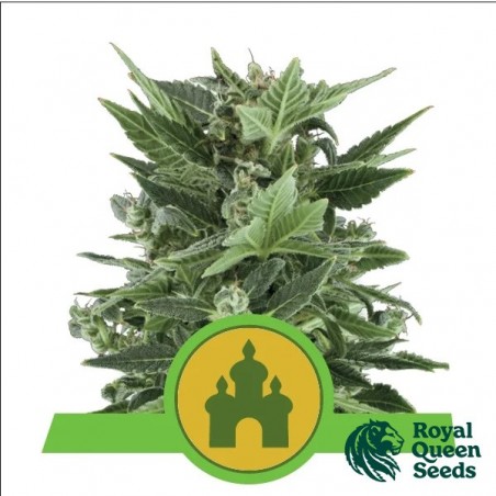 Buy Royal Kush Automatic by RQS - GB