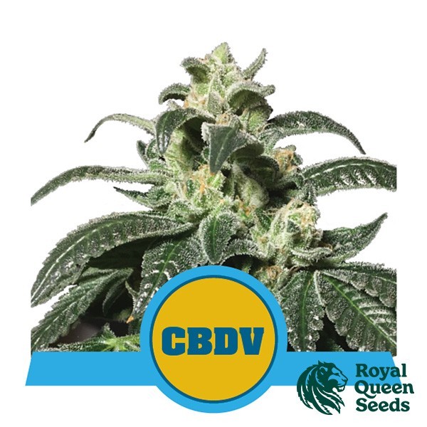 View Royal CBDV Auto by Royal Queen Seeds - GB