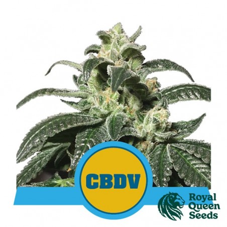Royal CBDV Auto by Royal Queen Seeds - GB