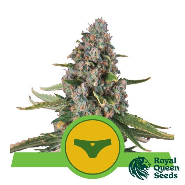 View Sherbet Queen Auto