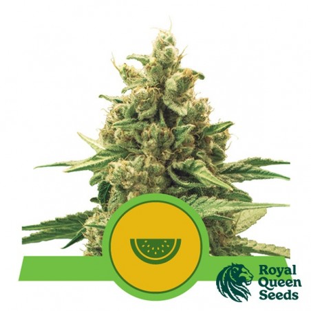 Watermelon Automatic by Royal Queen Seeds- GB