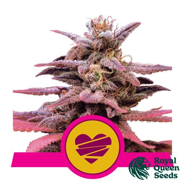 View Wedding Crasher by Royal Queen Seeds - GB
