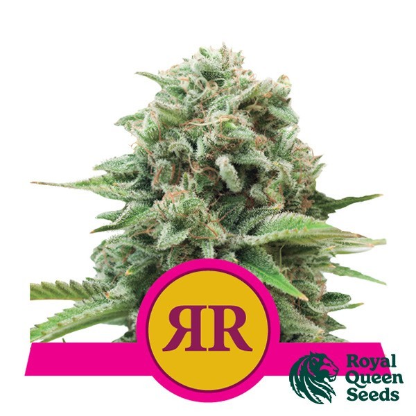 View Buy Royal Runtz by Royal Queen Seeds - GB