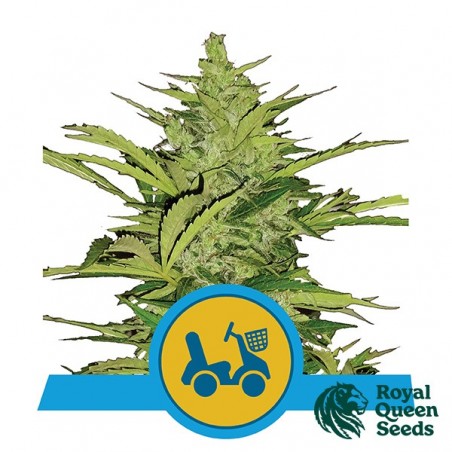 Fast Eddy Automatic CBD - GB The Green Brand