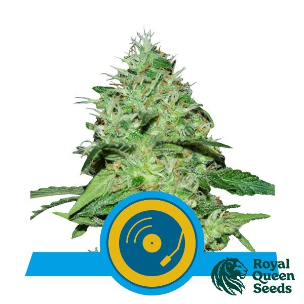 View Joanne's CBD by Royal Queen Seeds - GB