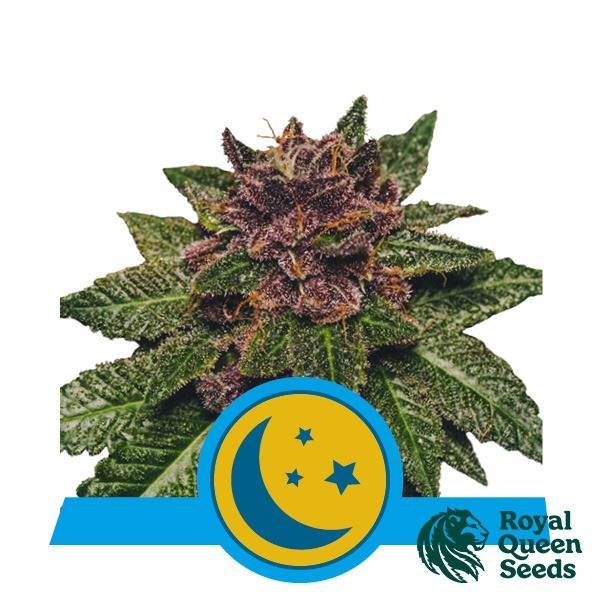 View Buy Purplematic CBD by Royal Queen Seeds - GB