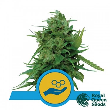 Buy Solomatic CBD by Royal Queen Seeds - GB