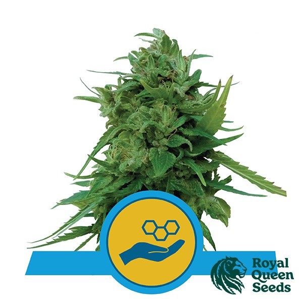 View Buy Solomatic CBD by Royal Queen Seeds - GB