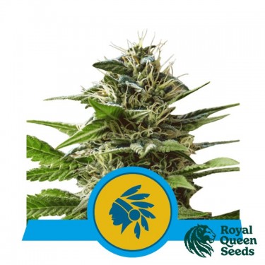 Tatanka Pure CBD by Royal Queen Seeds - GB