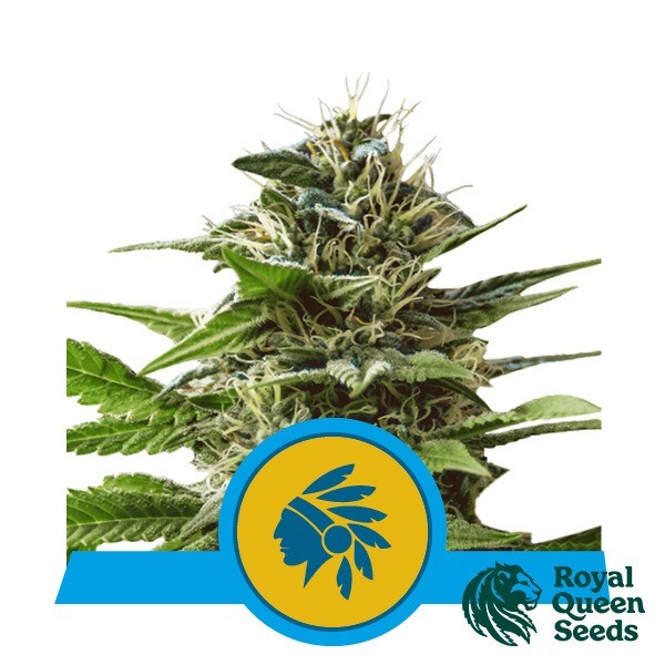 View Tatanka Pure CBD by Royal Queen Seeds - GB