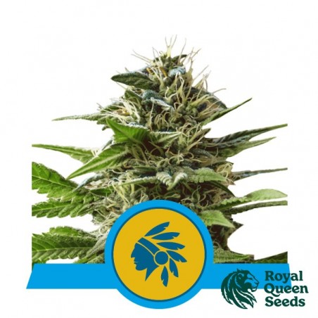 Tatanka Pure CBD by Royal Queen Seeds - GB