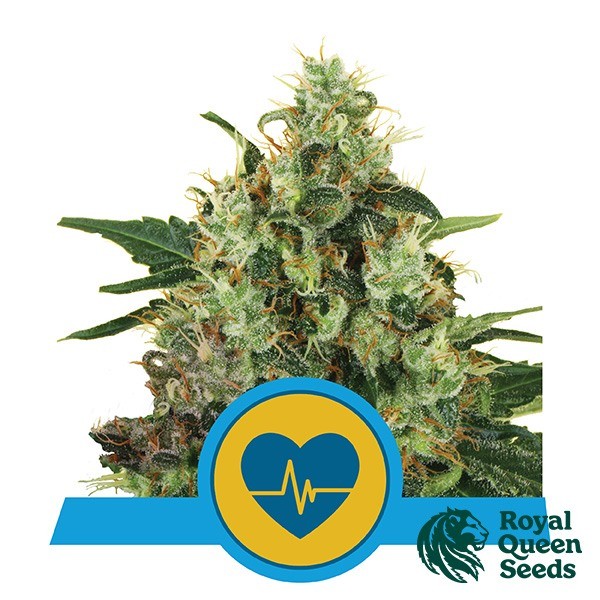 View Medical Mass by Royal Queen Seeds - GB