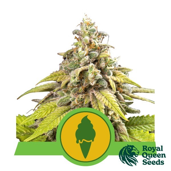 View Green Gelato Auto by Royal Queen Seeds - GB