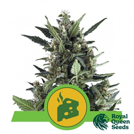 Blue Cheese Auto by Royal Queen Seeds - GB