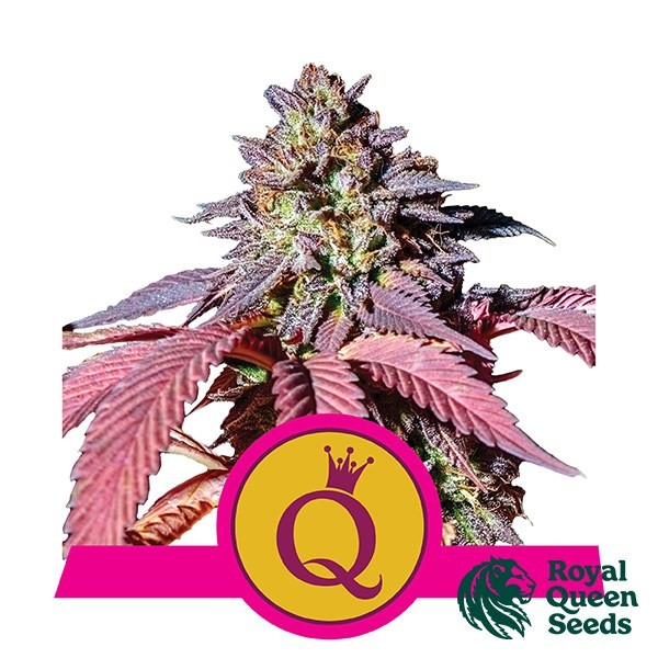 View Purple Queen - Royal Queen Seeds Fem - GB