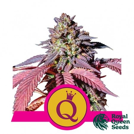 Purple Queen - Royal Queen Seeds Fem - GB