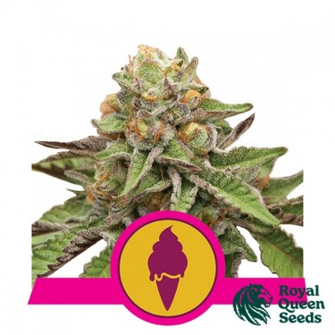 Green Gelato by Royal Queen Seeds Fem - GB