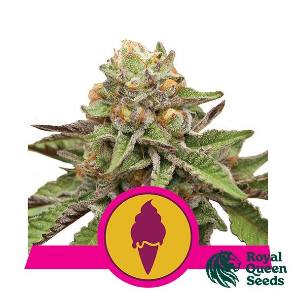 View Green Gelato by Royal Queen Seeds Fem - GB