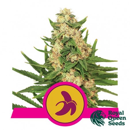Fat Banana by Royal Queen Seeds Fem - GB