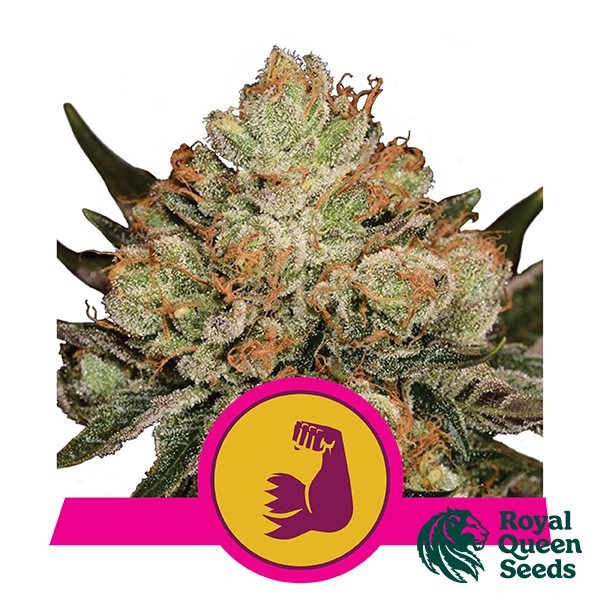 View Hulkberry by Royal Queen Seeds Feminized - GB