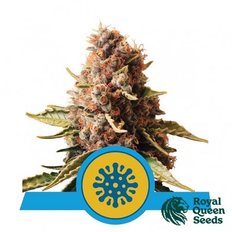 Euphoria CBD by Royal Queen Seeds - GB