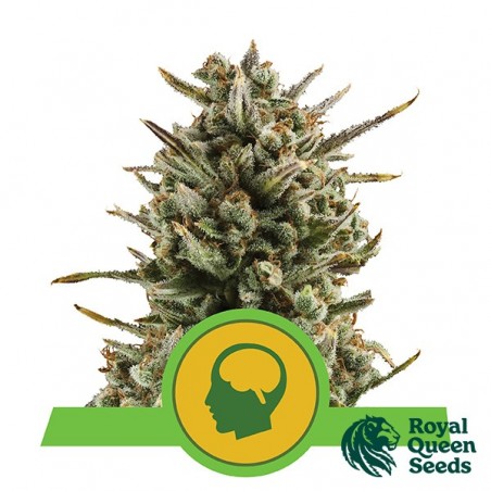 Amnesia Haze Auto by Royal Queen Seeds - GB