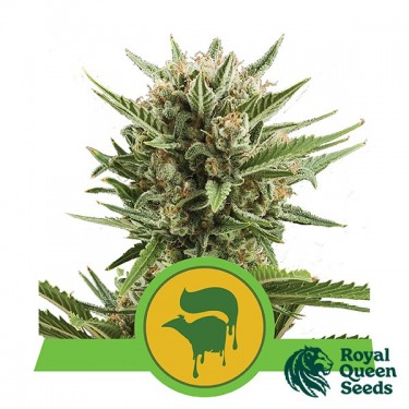 Sweet Skunk Auto by Royal Queen Seeds - GB