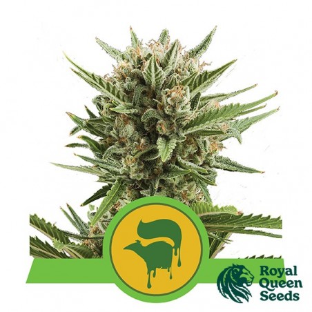 Sweet Skunk Auto by Royal Queen Seeds - GB
