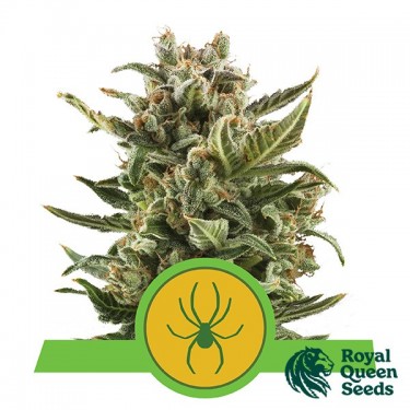 Royal Jack Auto by Royal Queen Seeds - GB