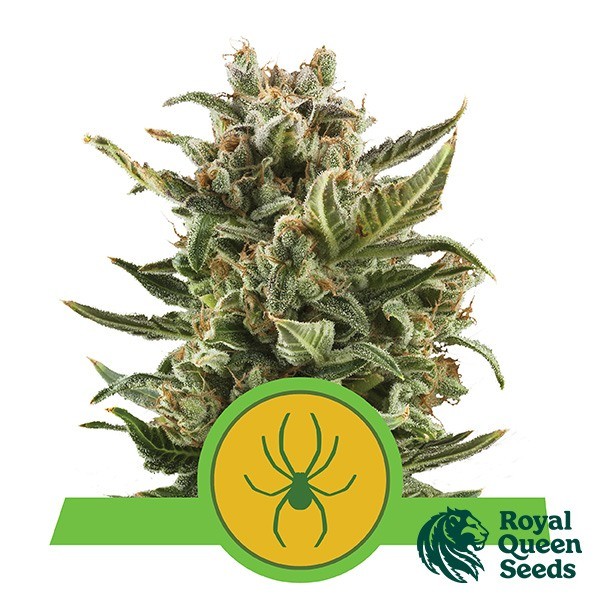 View Royal Jack Auto by Royal Queen Seeds - GB