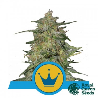 Royal Highness CBD by Royal Queen Seeds - GB
