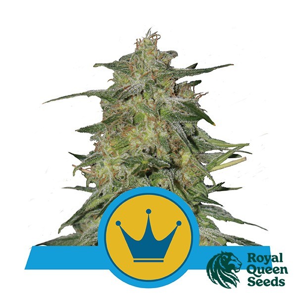 View Royal Highness CBD by Royal Queen Seeds - GB