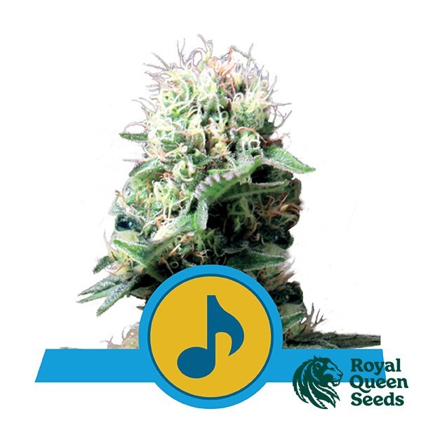 View Dance World CBD by Royal Queen Seeds - GB