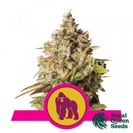 Feminized Royal Gorilla by Royal Queen - GB