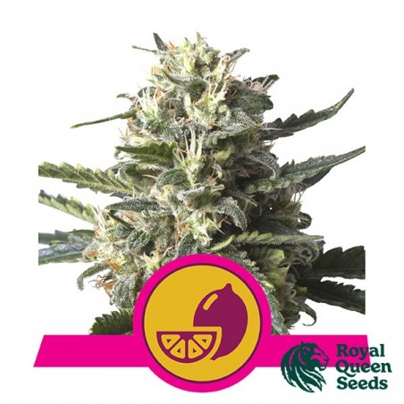 Lemon Shining Silver Haze: Royal Queen Seeds