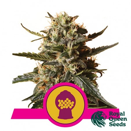 Bubblegum XL by Royal Queen Seeds - GB