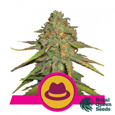 Feminized OG Kush by Royal Queen Seeds - GB