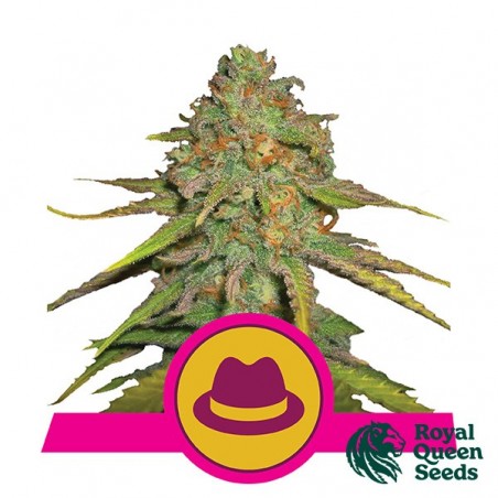 Feminized OG Kush by Royal Queen Seeds - GB