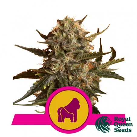 Mother Gorilla by Royal Queen Seeds - GB