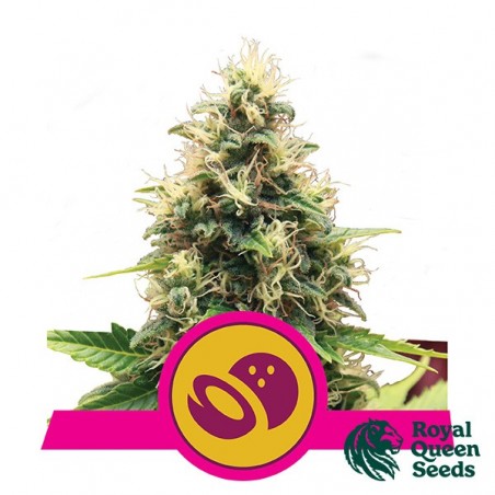 Feminized Somango XL by Royal Queen Seeds -GB