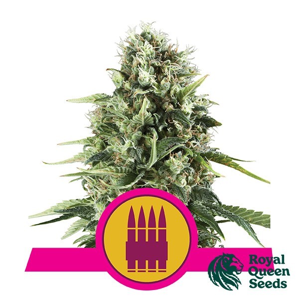 View Feminized Royal AK by Royal Queen Seeds - GB