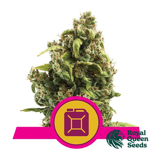 View Sour Diesel by Royal Queen Seeds - GB