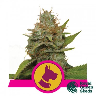Feminized Kali Dog by Royal Queen Seeds - GB