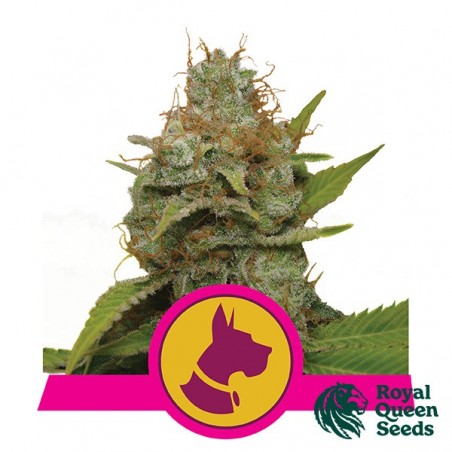 Feminized Kali Dog by Royal Queen Seeds - GB