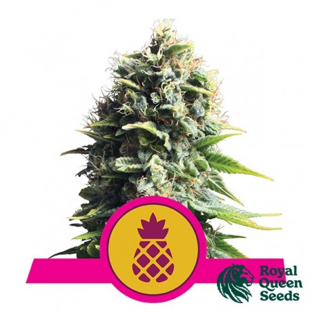 Pineapple Kush by Royal Queen Seeds - GB