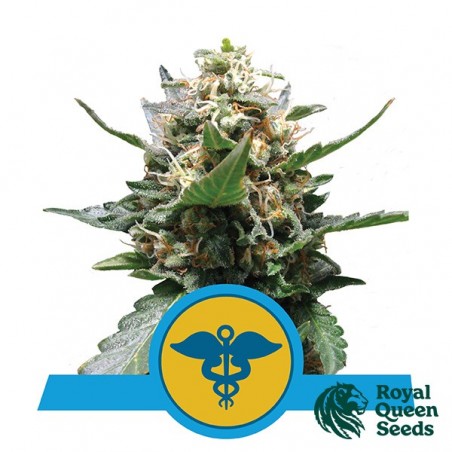 Royal Medic by Royal Queen Seeds - GB