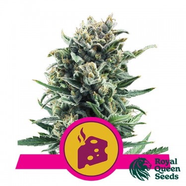 Blue Cheese by Royal Queen Seeds - GB