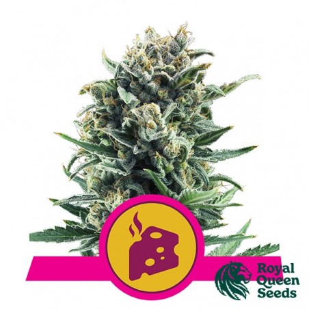 Blue Cheese by Royal Queen Seeds - GB