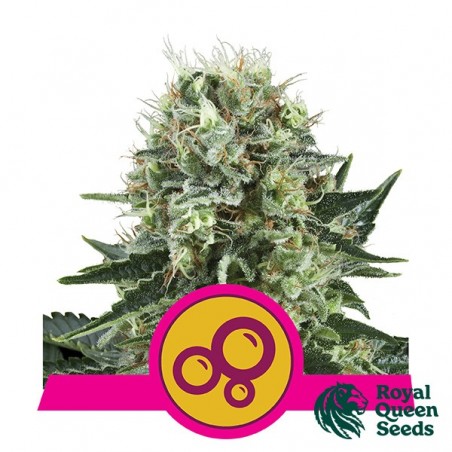 Bubble Kush by Royal Queen Seeds - GB